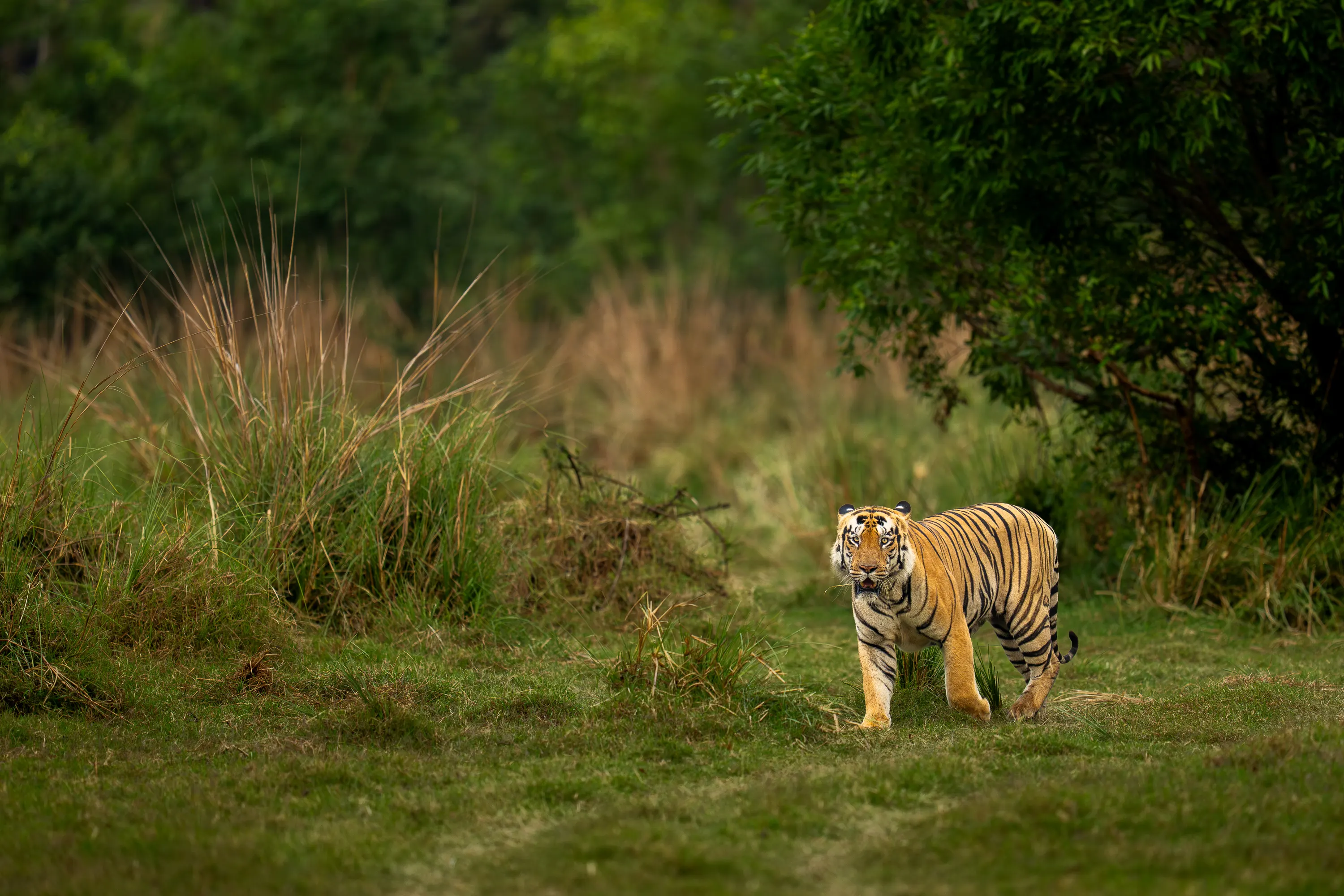 Panna & Bandhavgarh Tiger Expedition gallery image 12